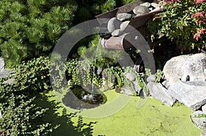 Mini garden pond