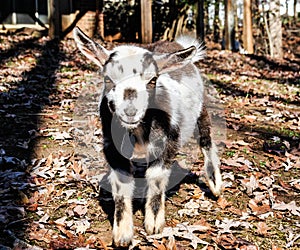 Mini goat looking right at you