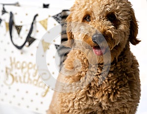 Mini golden doodle puppy with happy birthday