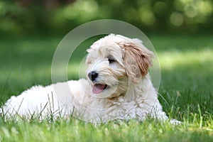 Mini Golden Doodle Puppy Lying in a backyard