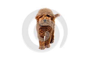 Mini golden doodle puppy in a white background looking to the camera photo