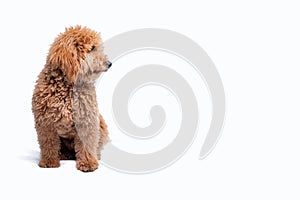 Mini golden doodle puppy in a white background looking to the side photo