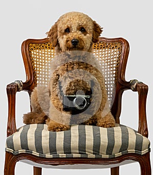 Mini golden doodle puppy with a photographic camera