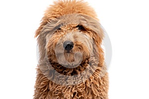 Mini golden doodle puppy in a white background looking to the camera photo