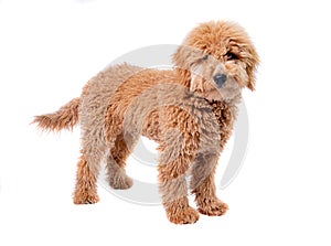 Mini golden doodle puppy in a white background looking to the camera photo