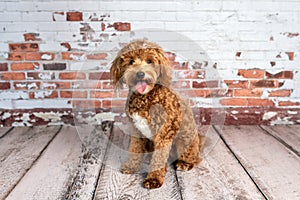 Mini goldendoodle, golden doodle puppy