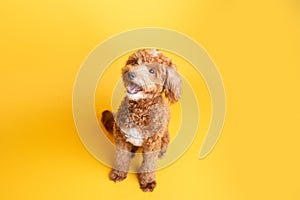 Mini goldendoodle, golden doodle puppy on yellow