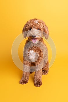 Mini goldendoodle, golden doodle puppy on yellow