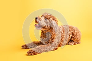 Mini goldendoodle, golden doodle puppy on yellow