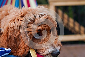 A mini Goldendoodle sitting in a hammock.