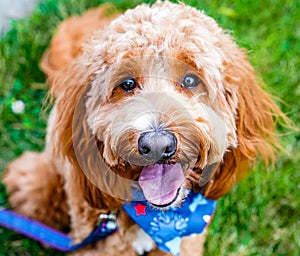 A mini Goldendoodle sitting at the park on a summer day.