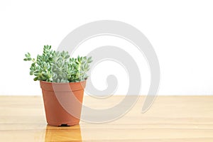 Mini Green Crassula Succulent Flowering Plants Pot