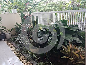 Mini green garden with ornamental plants