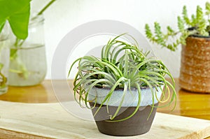 Mini green,tillandsia ,waterless air plant in blue ceramic cup