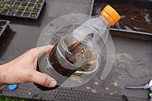 mini greenhouse with plastic water bottle to make cuttings from fruit tree branches. cutting roots