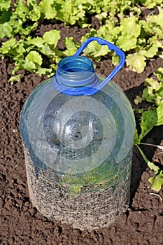 A mini greenhouse for young lettuce sprouts is made from a cropped plastic bottle