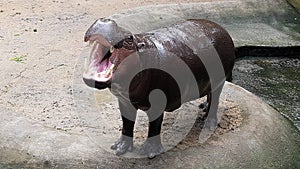 Mini hippopotamus