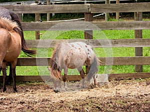 Mini horse on a farm, by the fence.