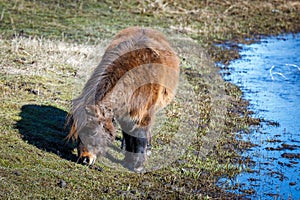 Mini horse grazes in field.