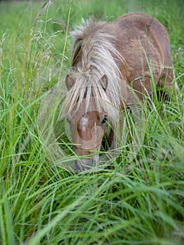 A mini horse grazes in the thick green grass on a cloudy summer day.