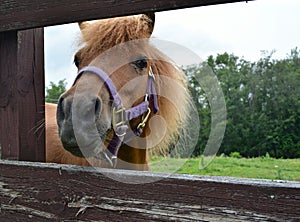 Mini Horse Poking its Head through the Fence at a Local Farm for a Better View