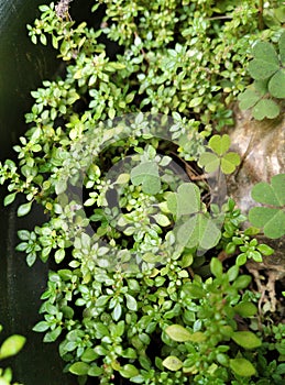 Mini jungle in my yard