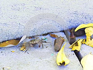 Mini Land Crab on a Public Park Walkway