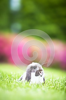 Mini lop in the grass