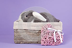 Mini-lop rabbit in basket