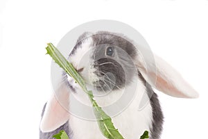 Mini-lop rabbit eating