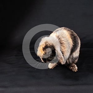 Mini lop rabbit, isolated on black background