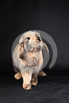 Mini lop rabbit, isolated on black background