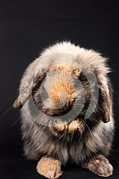 Mini lop rabbit, isolated on black background