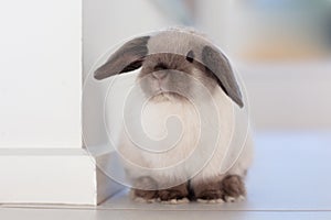 Mini Lop Rabbit