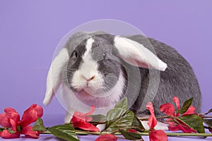 Mini-lop rabbit on purple background