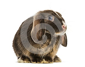 Mini lop rabbit standing, isolated