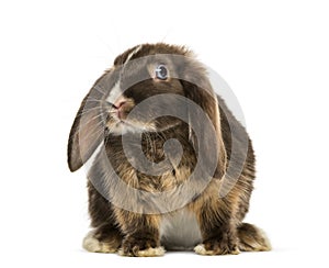 Mini lop rabbit standing, isolated