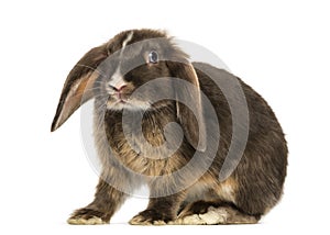 Mini lop rabbit standing, isolated