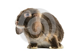 Mini lop rabbit standing,
