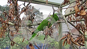 Mini macaw parrot turns on branch in outdoor aviary.