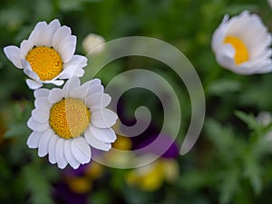 Mini-marguerite Flowers, white petals, beautiful yellow stamens, grow on green grass fields.