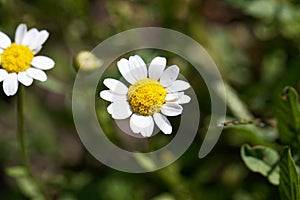 Mini marguerite, Leucanthemum paludosum