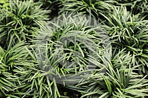 Mini Mondo Grass photo