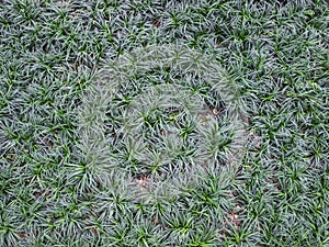 Mini Mondo Grass for background photo