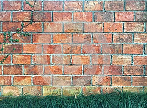 Mini mondo grass and creeping fig growing on orange brick with cement background. photo