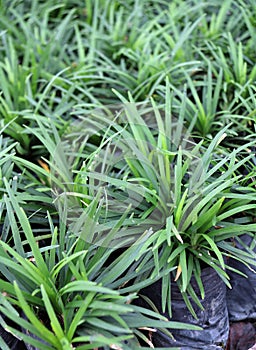 Mini Mondo Grass in the plastic black bag of nursery plants. Snakes Beard plant is a dense herbaceous evergreen perennial grass. photo