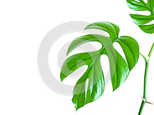 Mini Monstera indoor plant on white background