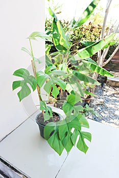 Mini Monstera, Monstera deliciosa Liebm or Philodendron ginny or Rhaphidophora terrasperma or mostera