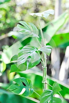 Mini Monstera, Monstera deliciosa Liebm or Philodendron ginny or Rhaphidophora terrasperma or mostera