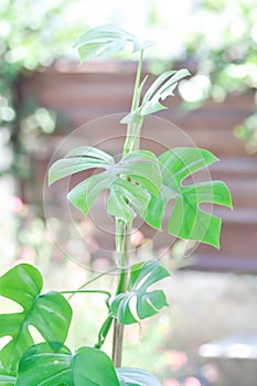 Mini Monstera, Monstera deliciosa Liebm or Philodendron ginny or Rhaphidophora terrasperma or mostera